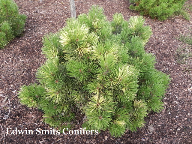 Pinus mugo 'Albovariegata Panoch'